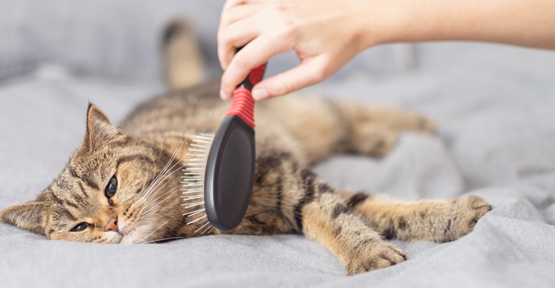 Как быстро вычесать кота от шерсти, чем и часто ли нужно чесать