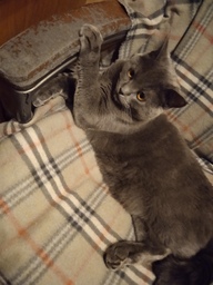 Пользовательская фотография №5 к отзыву на Сухой корм Pro Plan® для взрослых стерилизованных кошек и кастрированных котов старше 1 года (с кроликом)