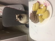 Пользовательская фотография №7 к отзыву на 1st Choice Finicky Сухой корм для взрослых привередливых в еде кошек (с цыпленком)